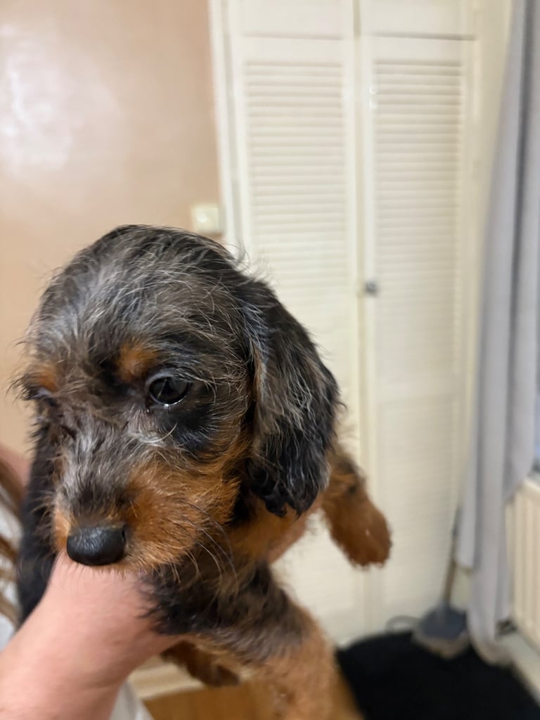 DAPPLE LONG HAIRED DACHSHUND BOY PUPPIES 