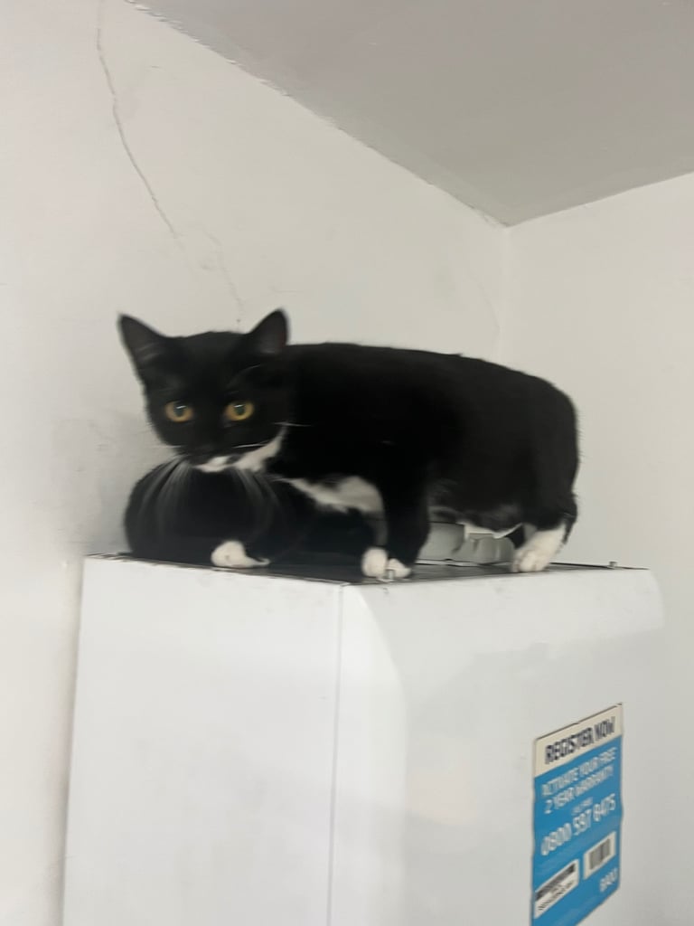 Kitten & cats for sale 