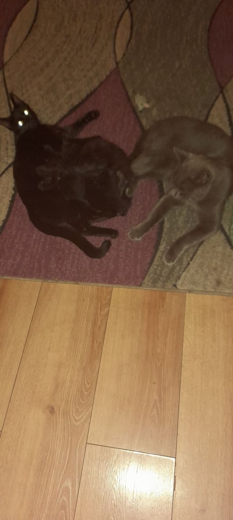 3 black kittens