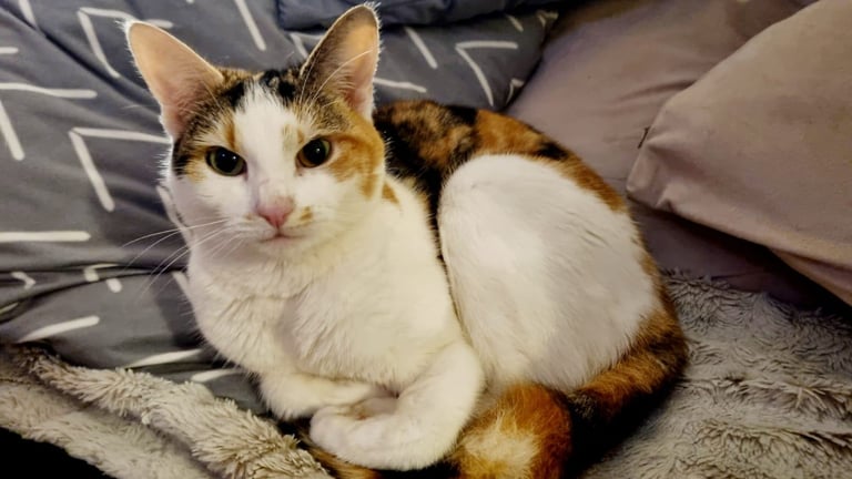 Beautiful Calico 2 year old cat looking for a forever home