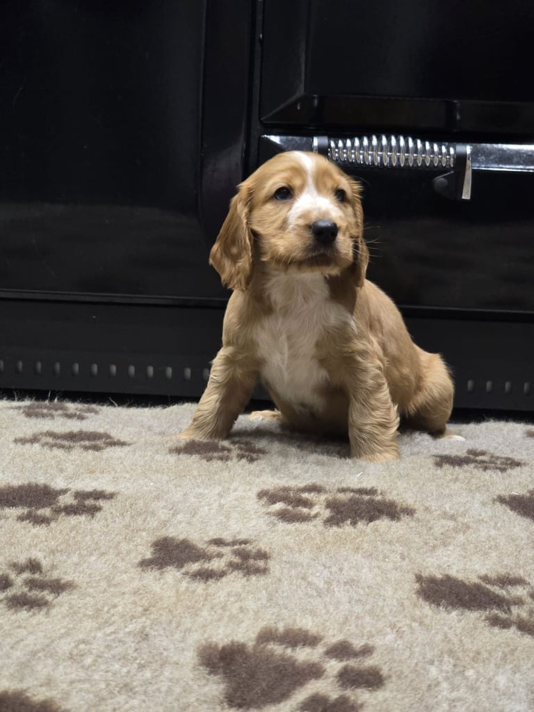 Show Cocker Spaniel Puppies 