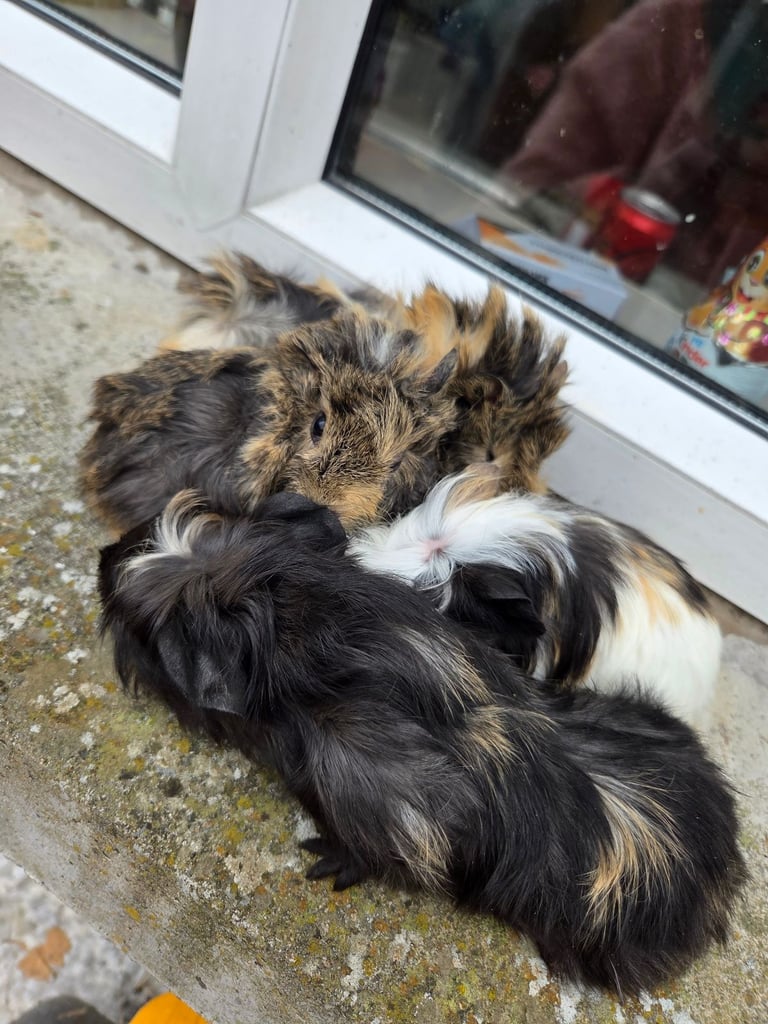 Guinea pig 