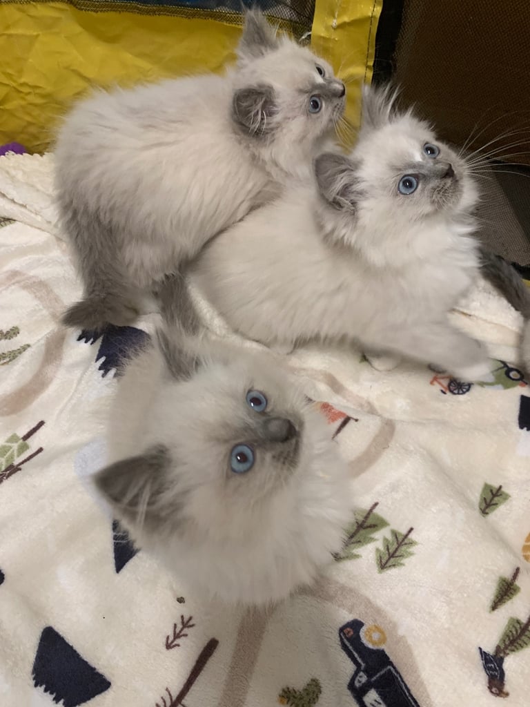 Stunning Lovely Soft Ragdoll kittens