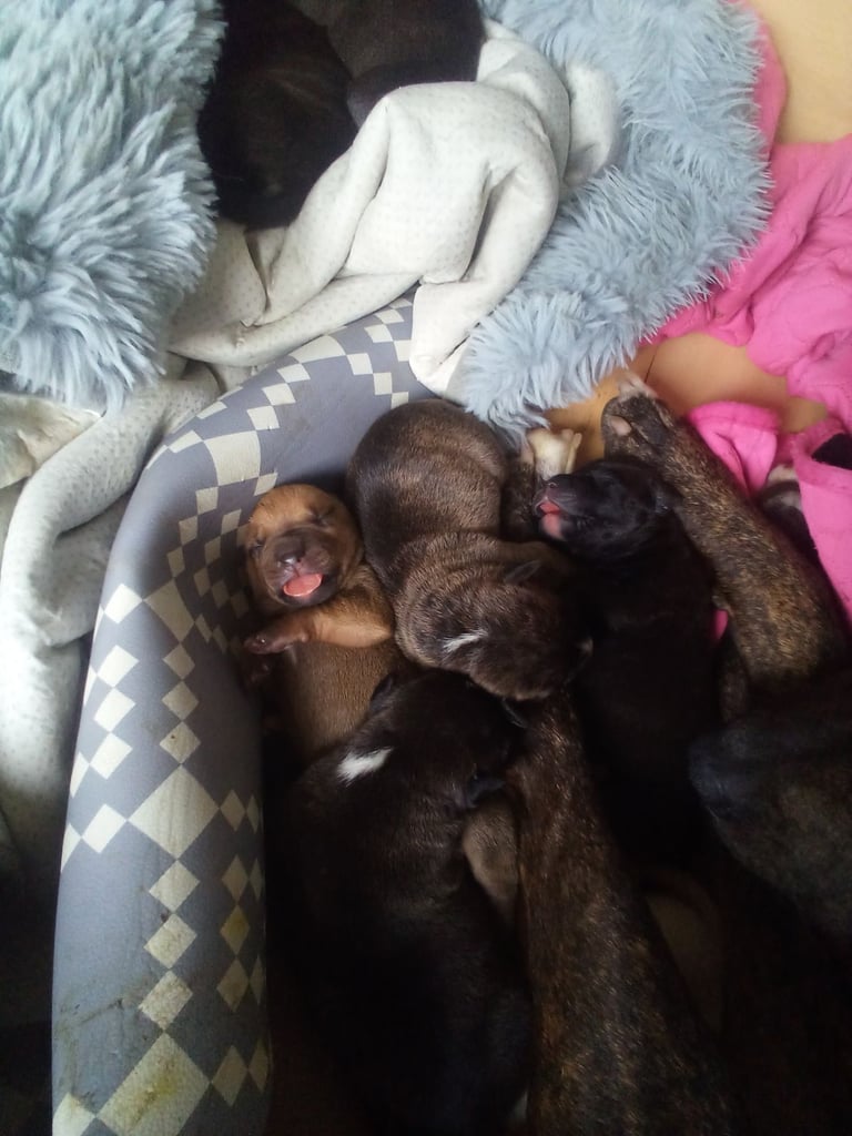 image for Puppies