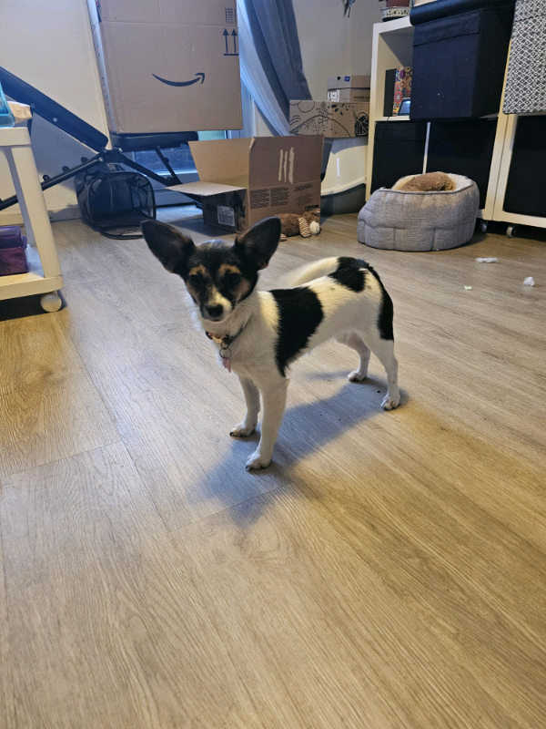 Chihuahua in London  Dogs & Puppies for Sale - Gumtree