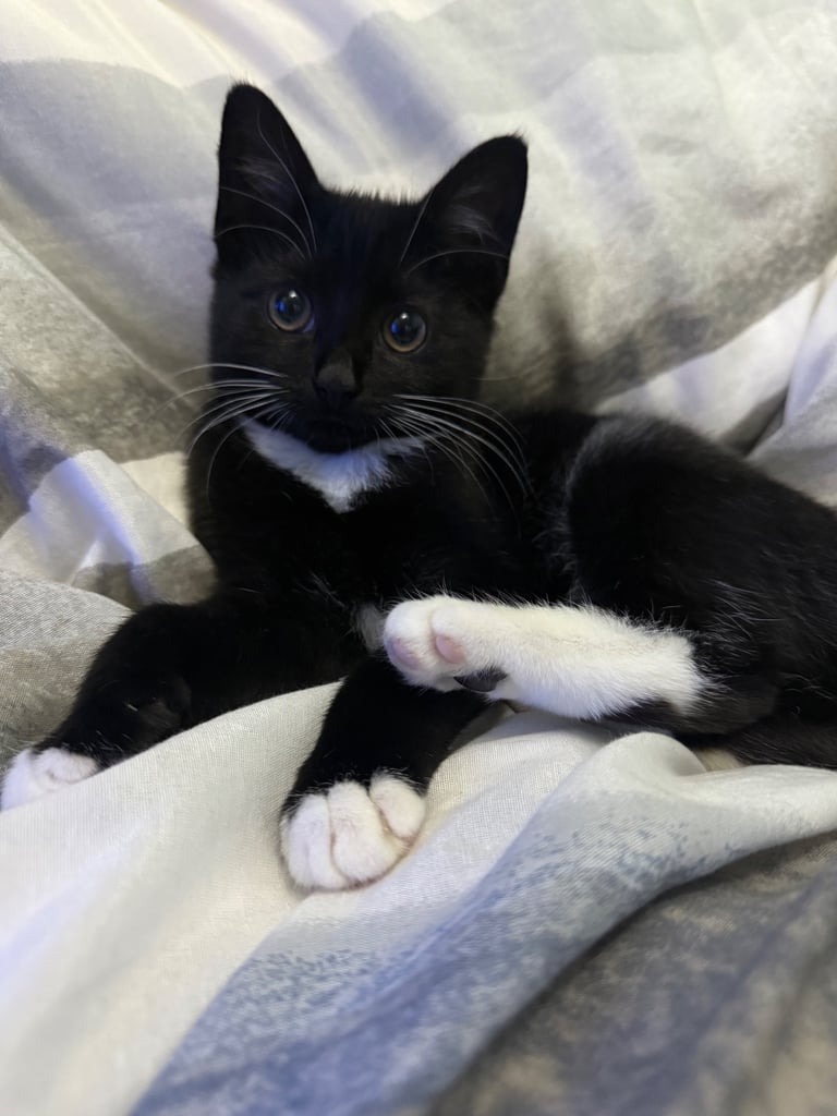 Beautiful black and white female kitten 