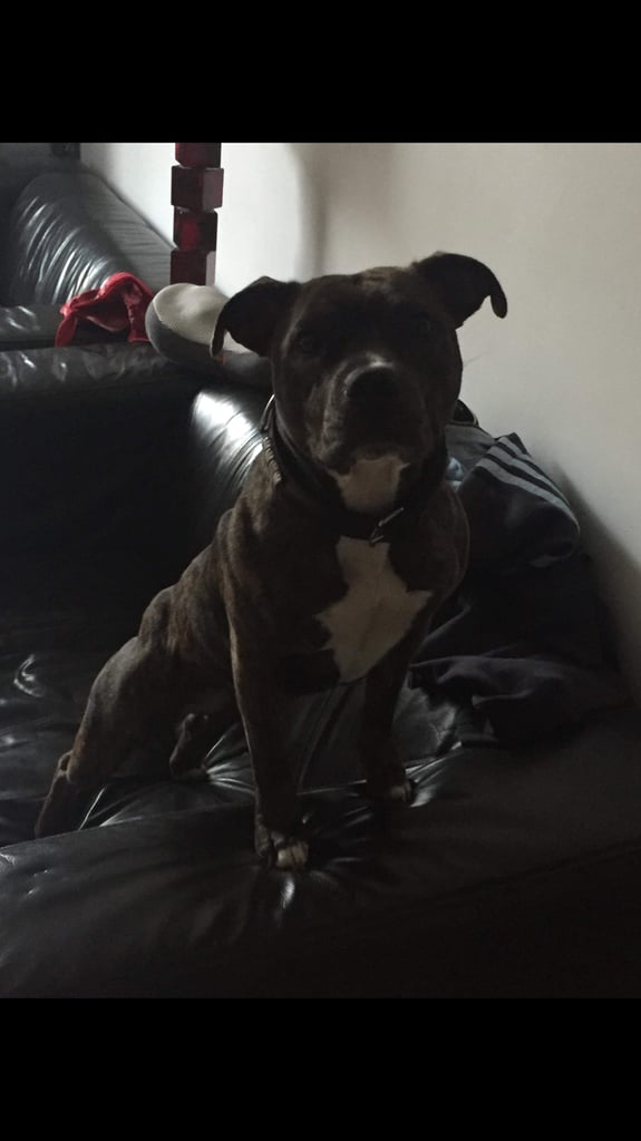 image for Staffordshire bull terrier 