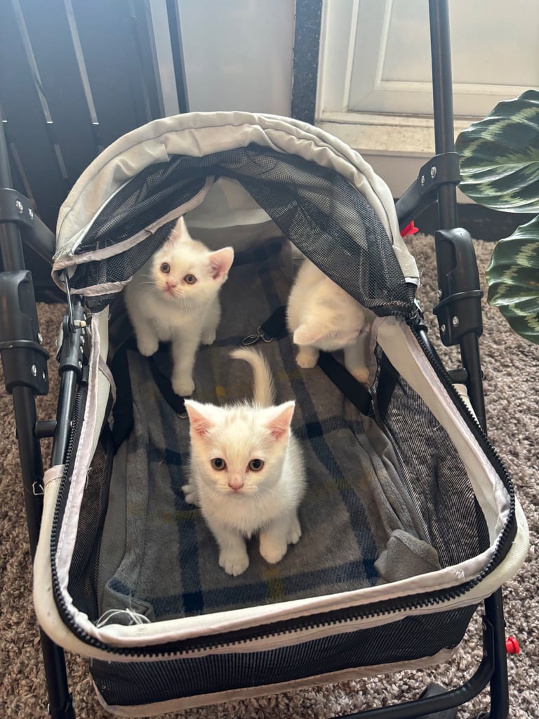 British shorthair kittens  
