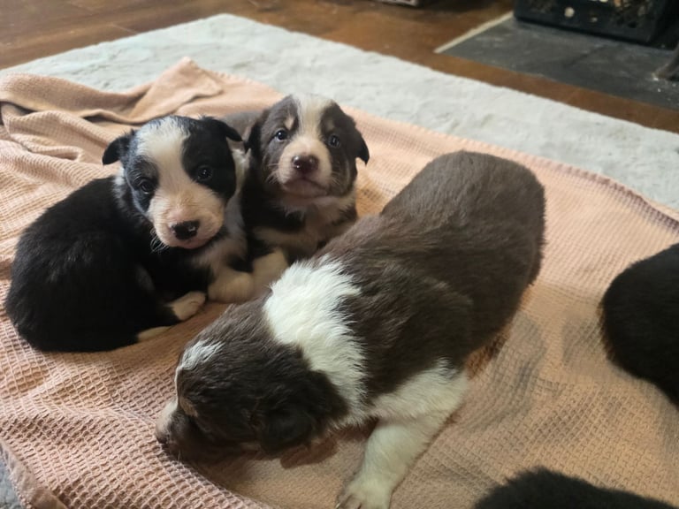 Border collie pups - black and white boy left