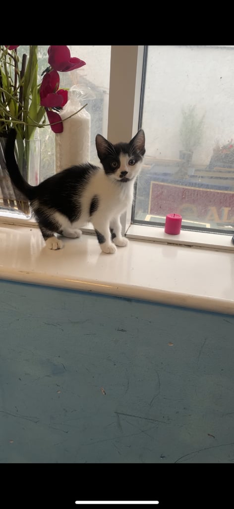 Kittens 