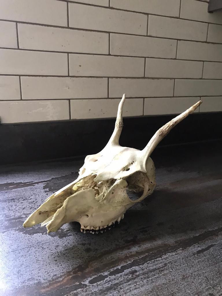 Deer skull 