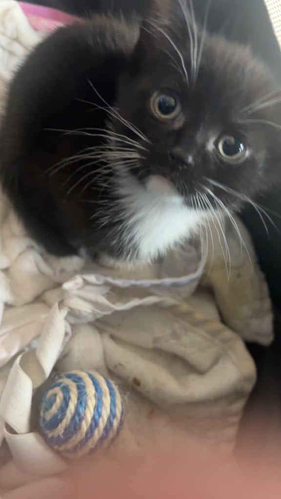 Kittens for sale 