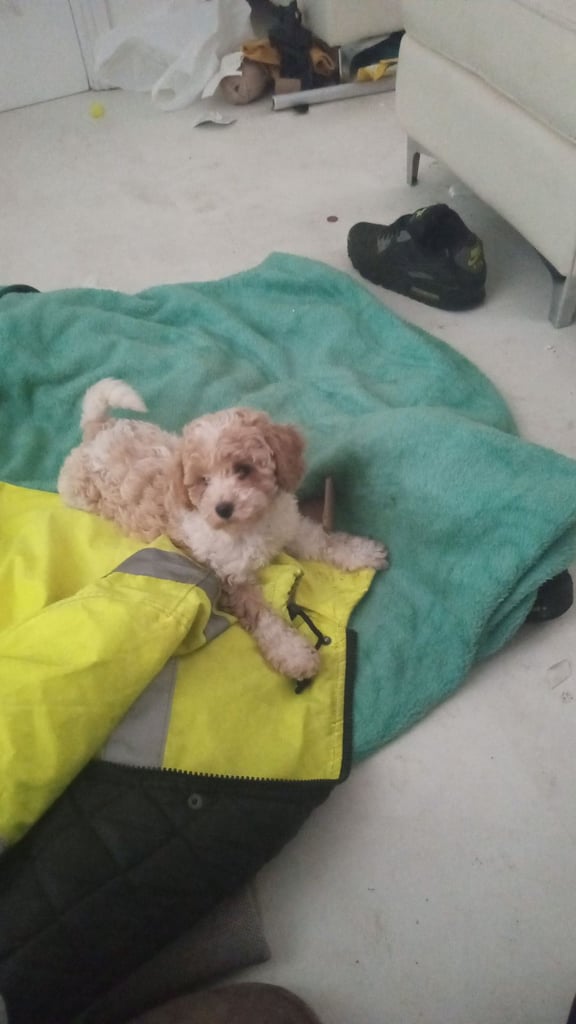 Miniature poodle puppies 