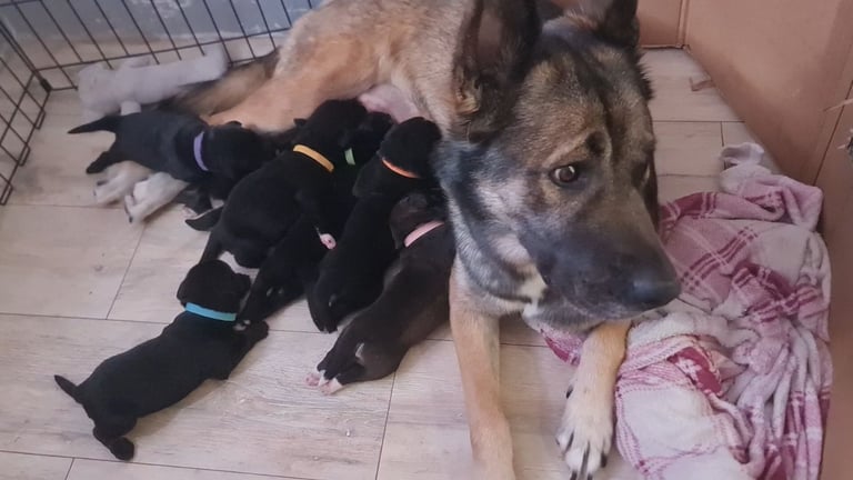 Cane corso x Alaskan malamute x Springador 