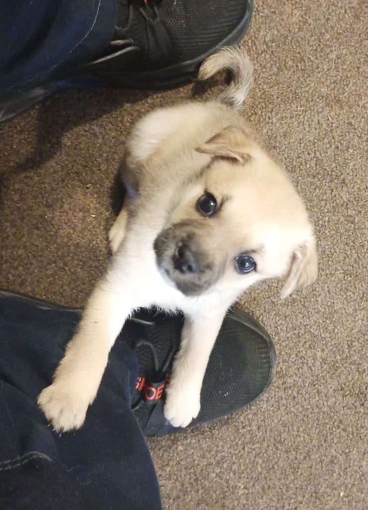 Pug X Collie (Pugollie) Puppies Looking For Their Forever Homes