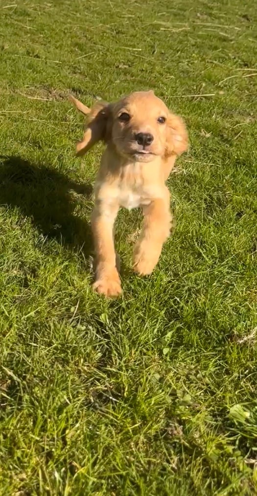 Cocker spaniel puppies