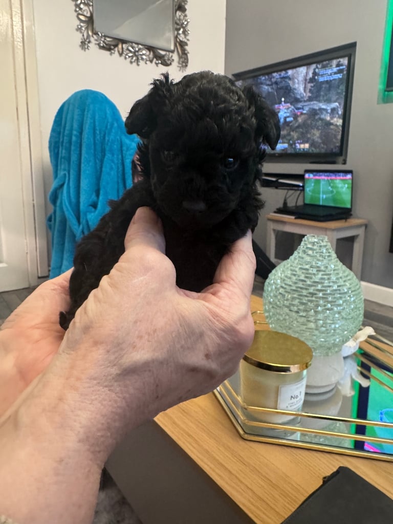 image for Yorkiepoo baby’s READY WEDNESDAY 