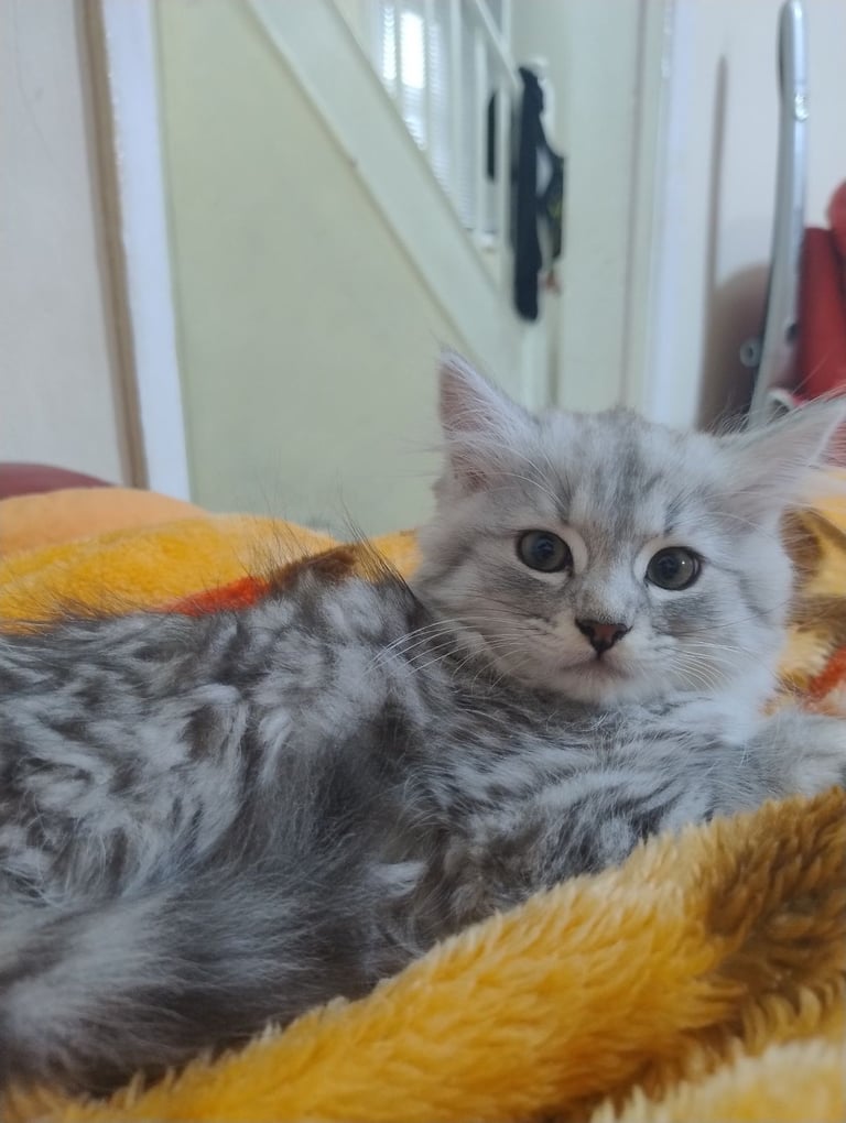 Rare chinchilla Persian Two Kittens And 18 Months Old Maine Coon Female Cat