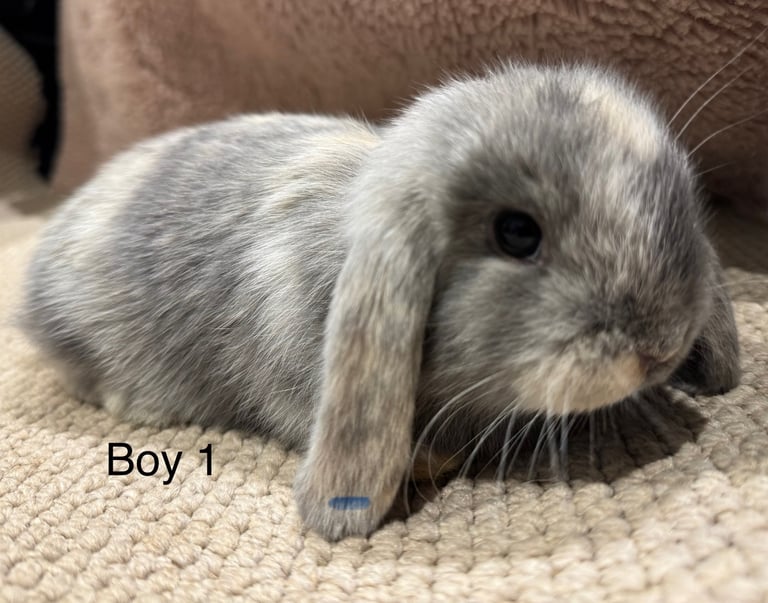 🌸 HARLEQUIN MONI LOPS 🌸 ready to reserve 