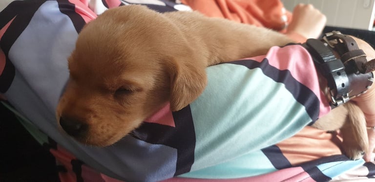 Reducrd* 11 KC reg, labrador retrievers, 10weeks old.