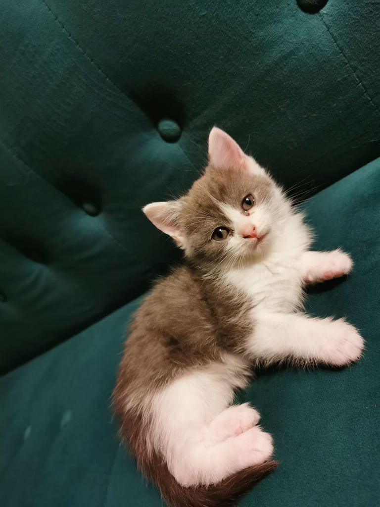 Kittens Scottish shorthair fold x Ragdoll