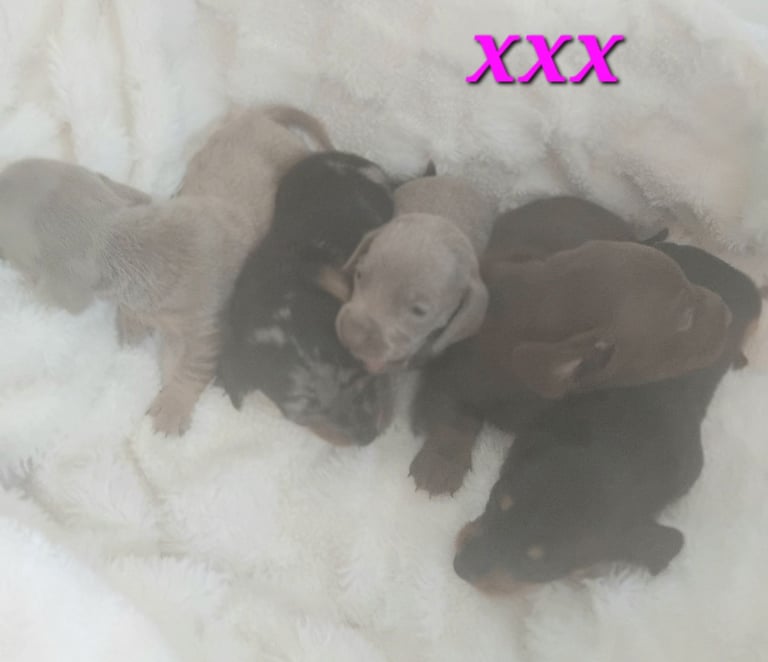 Miniature super tiny dachshund puppies 
