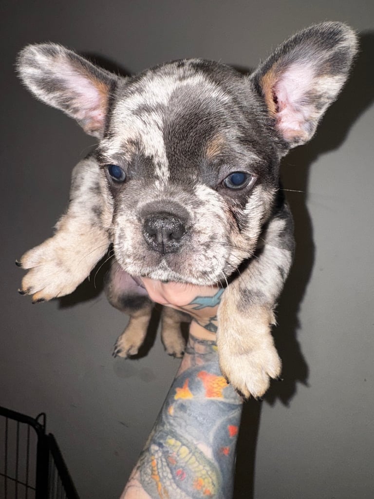 French Bulldog Puppies