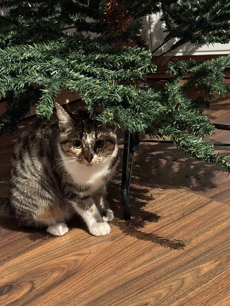 Cat for sale