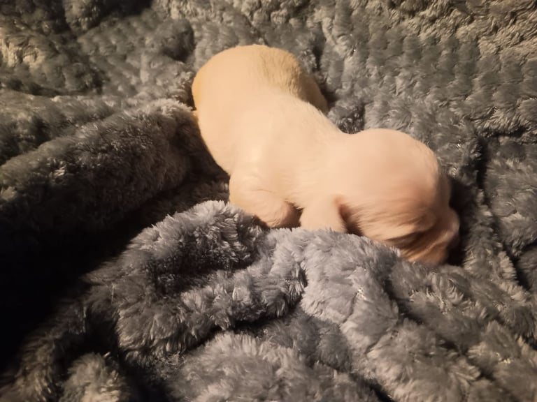 Beautiful dachshund cross cava-tzu for sale