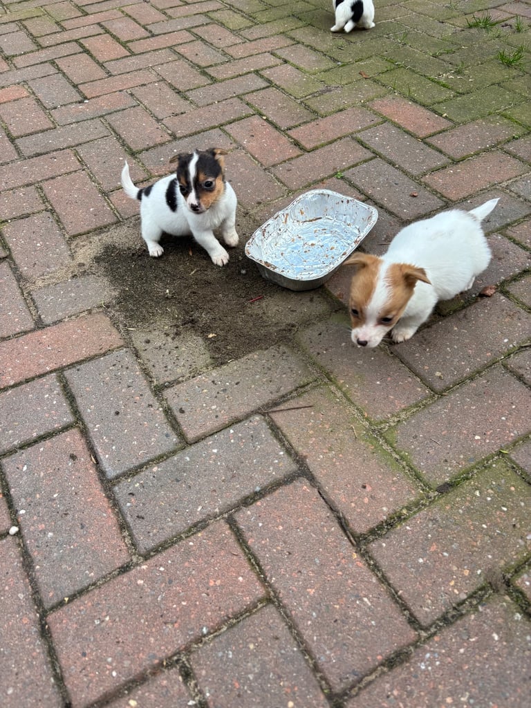 Jack Russell puppies 