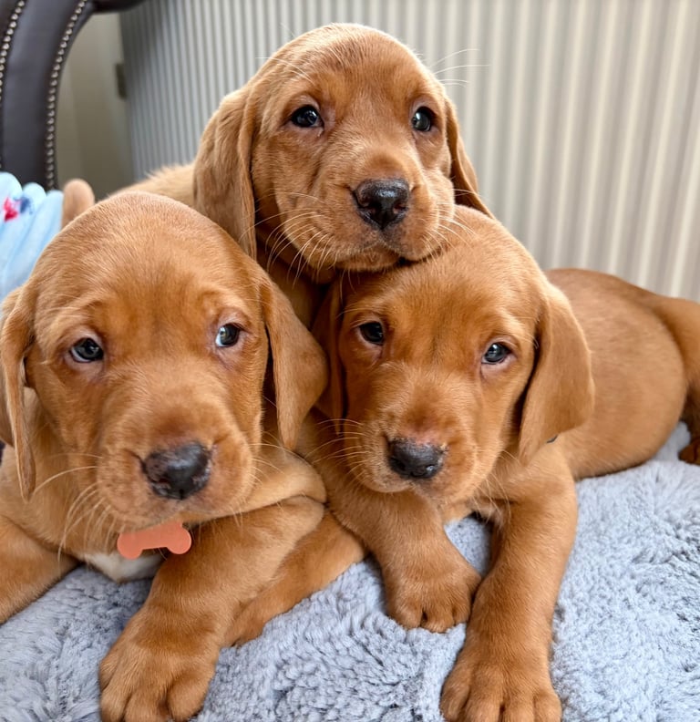 Kc fox red Labrador puppies ready 1 week 
