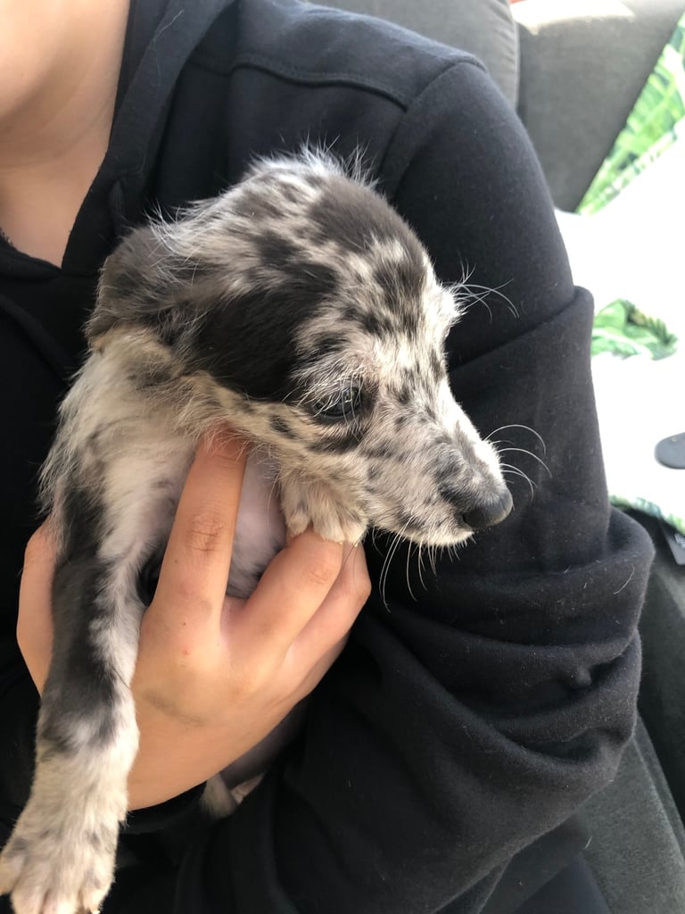 BEDDIPOO pups bedlington X toy poodle  