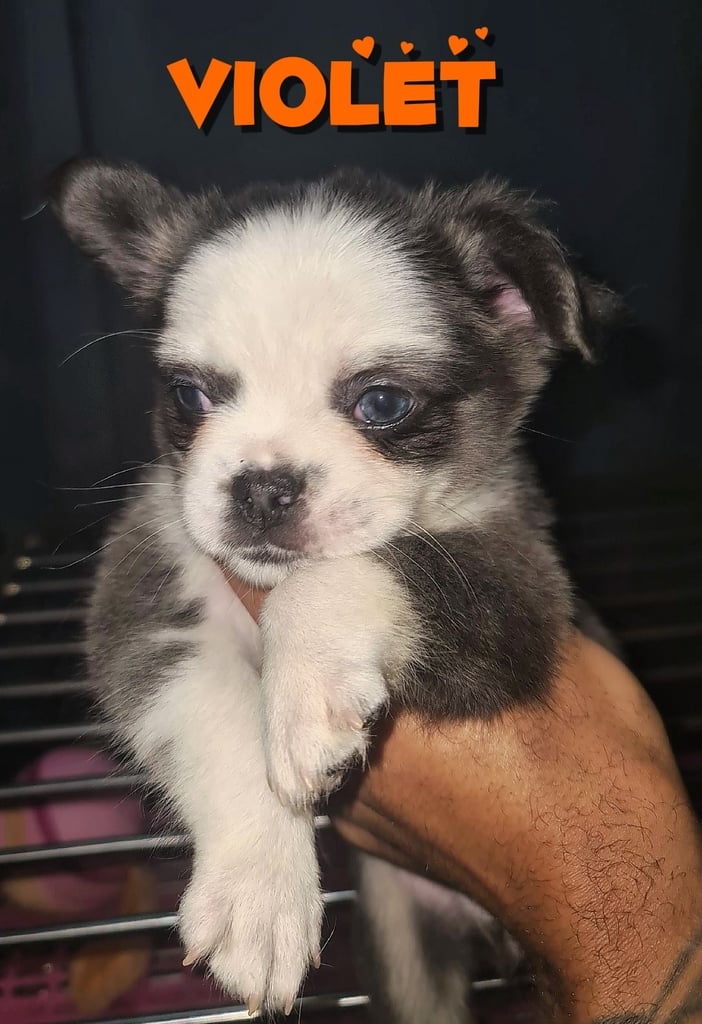  💎 7 Rare Visual Fluffy French Bulldog Puppies – Top Quality, Ready Now! 💎