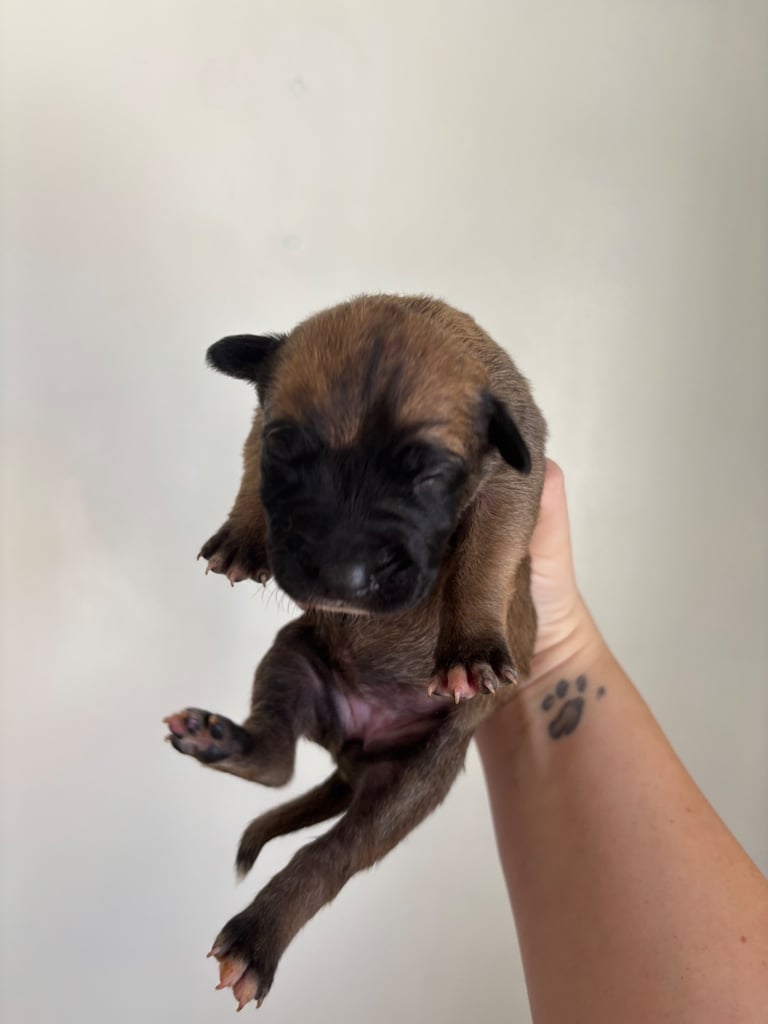 Bull-Herder for sale | 6 boys | 4 Girls