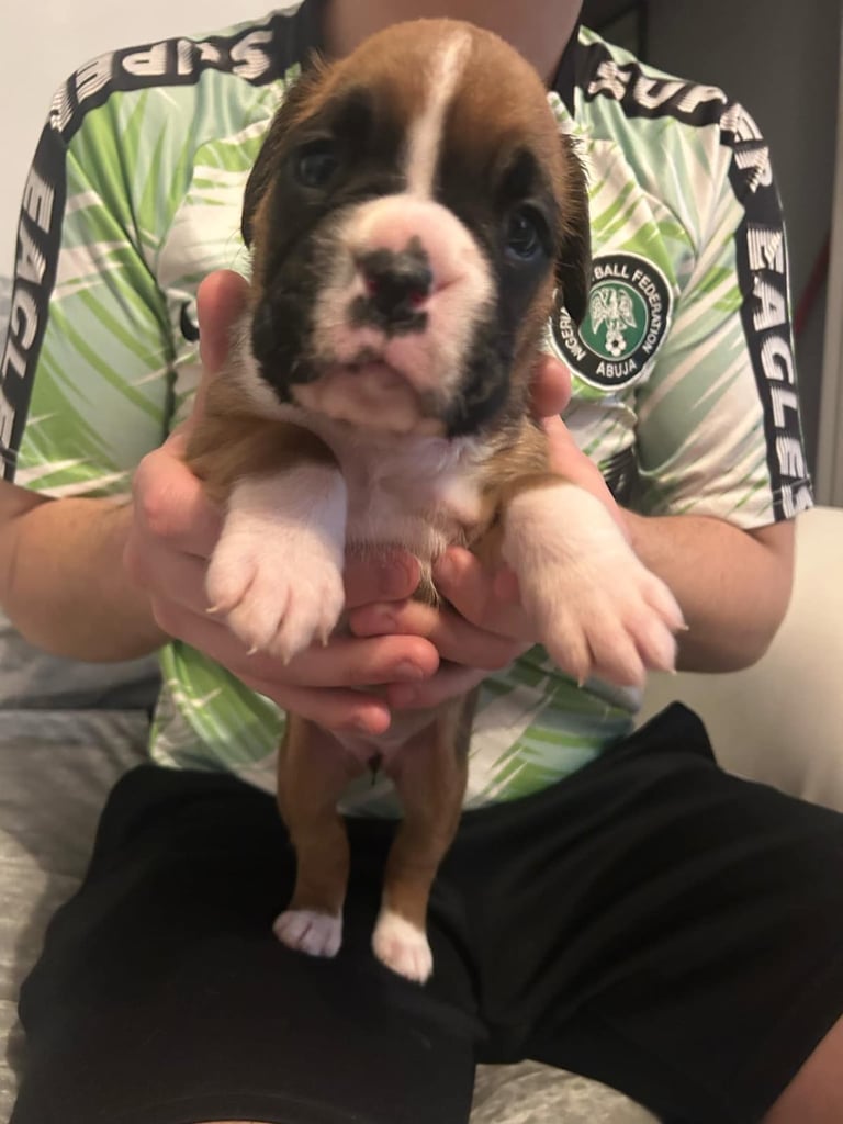 Boxer puppies 