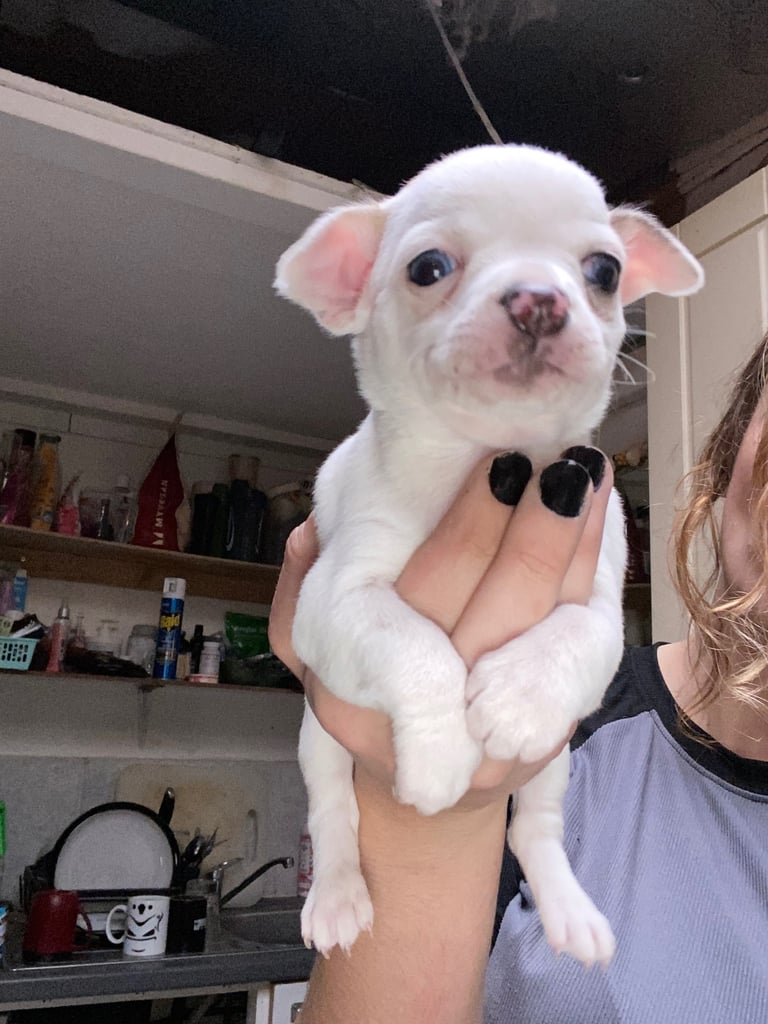 Pedigree Chihuahua puppies 