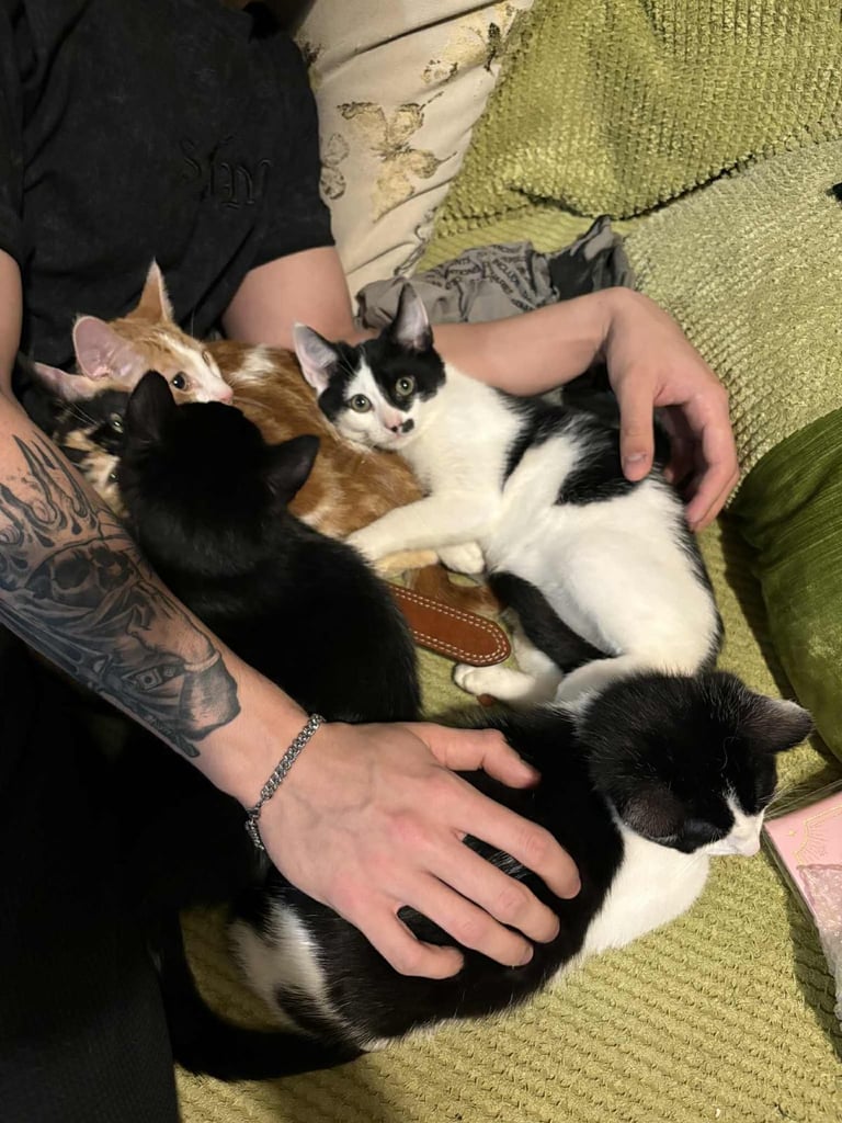 5 mixed beautiful and lovely kittens 