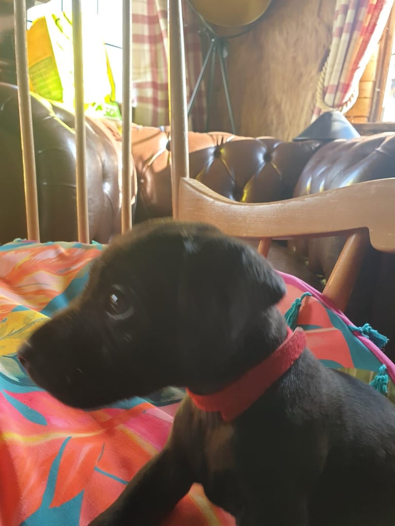 Full Patterdale terrier puppies available now