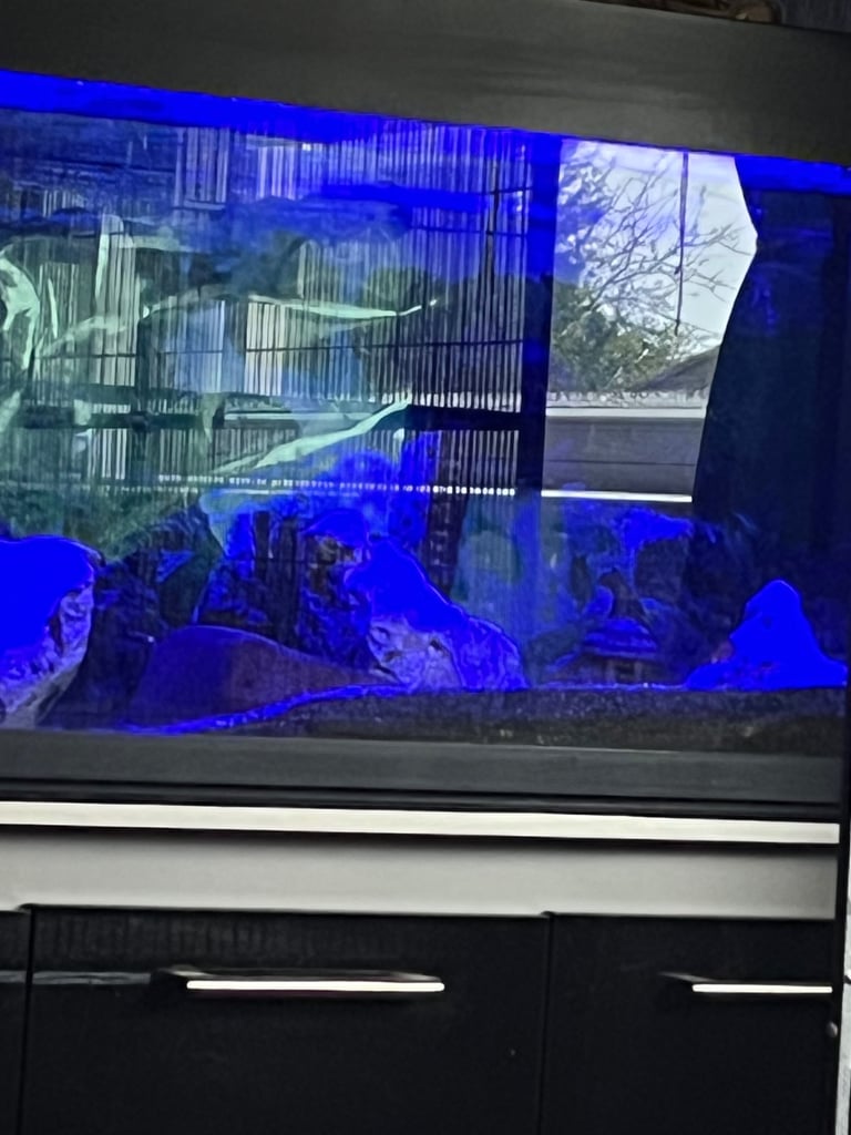 Big fish tank and fish 