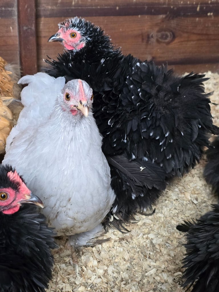 Pekin Bantams POL