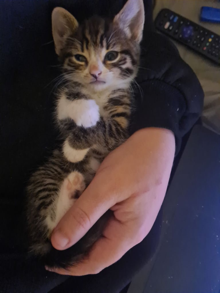 Male kitten for sale