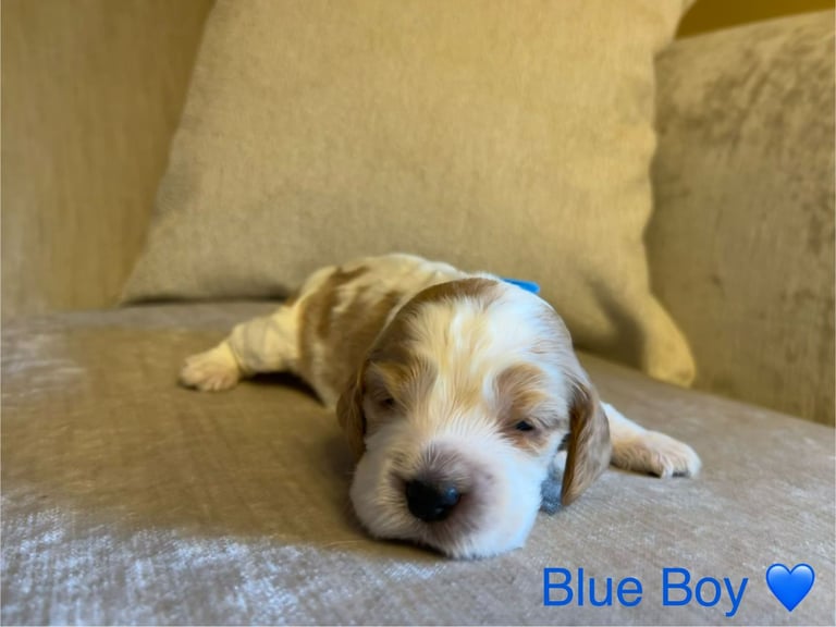 ✨ Show Cocker Spaniel Puppies For Sale ✨