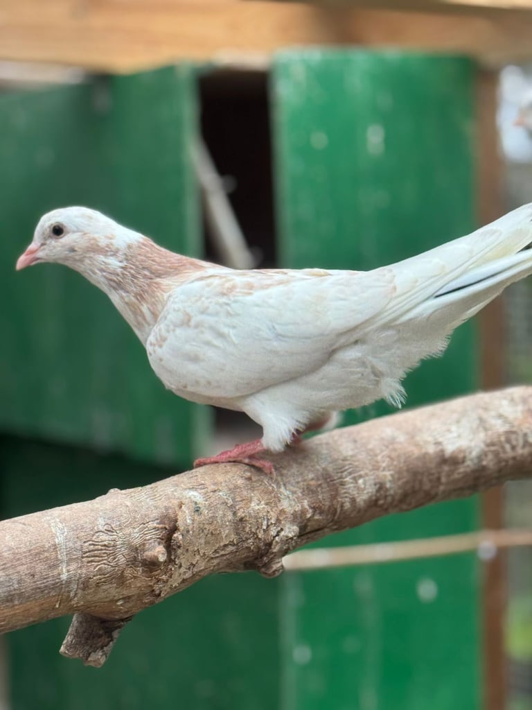 Pigeons for sale 