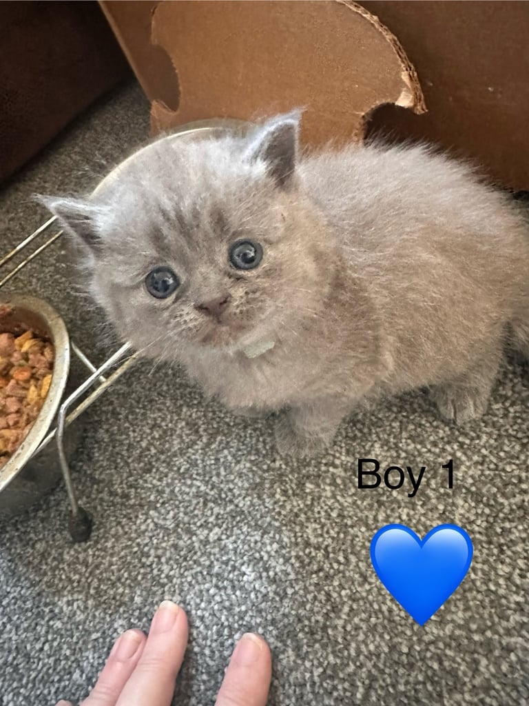 British blue kittens
