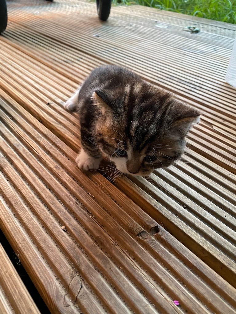 Kittens 