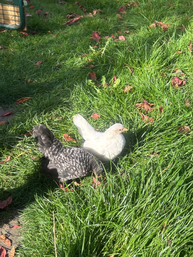 Serama young pair