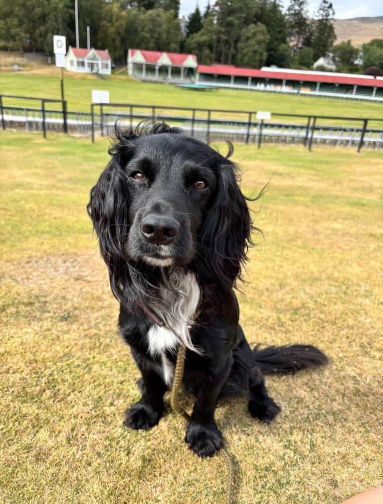 KC Reg Male Cocker