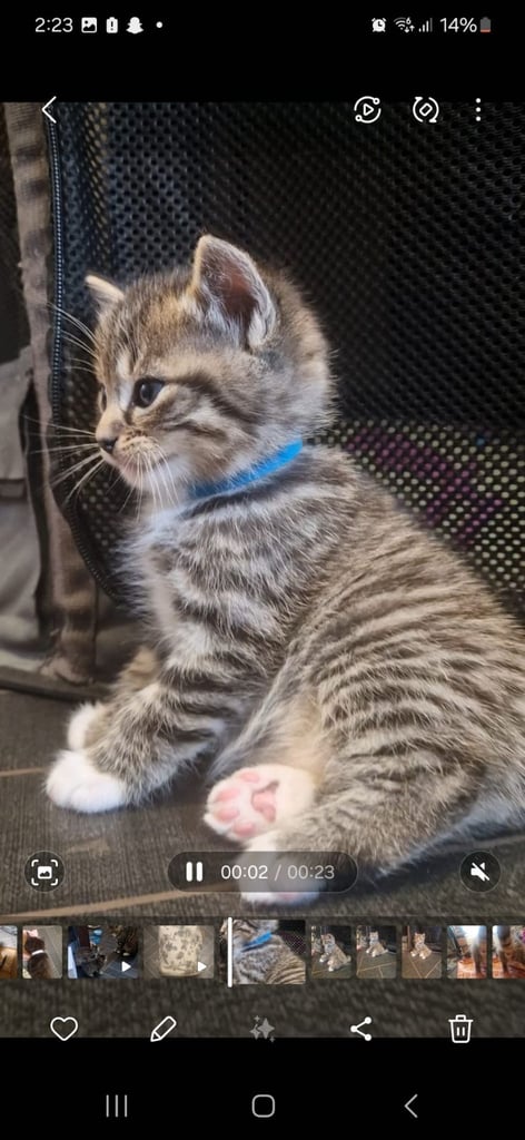 3 kittens READY TO REHOME 8 weeks on 23/10/25