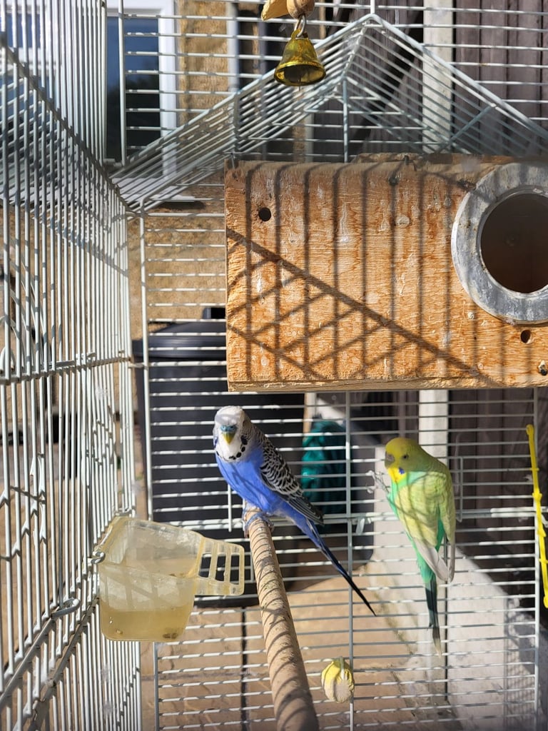 image for Female and male budgies - collection only!