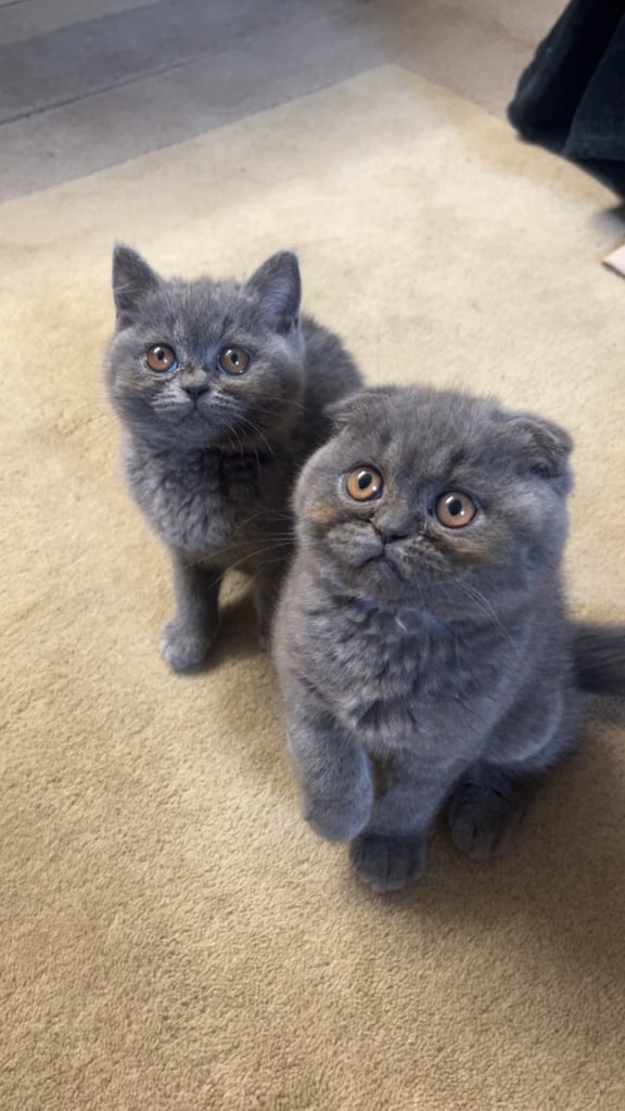 2 kittens